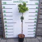  Agát biely (Robinia pseudocacacia) ´TWISTY BABY´ - výška 80-100 cm, kont. C4L - NA KMIENKU